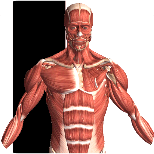 Visual Anatomy 2 v0 b43 MOD APK (Full Version)